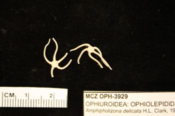 Media type: image;   Invertebrate Zoology OPH-3929